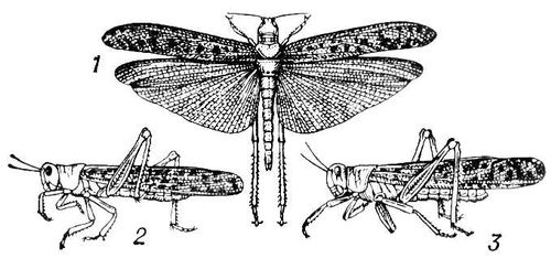 Пустынная саранча