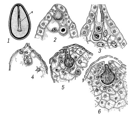 Развитие зародыша. Покрытосеменные
