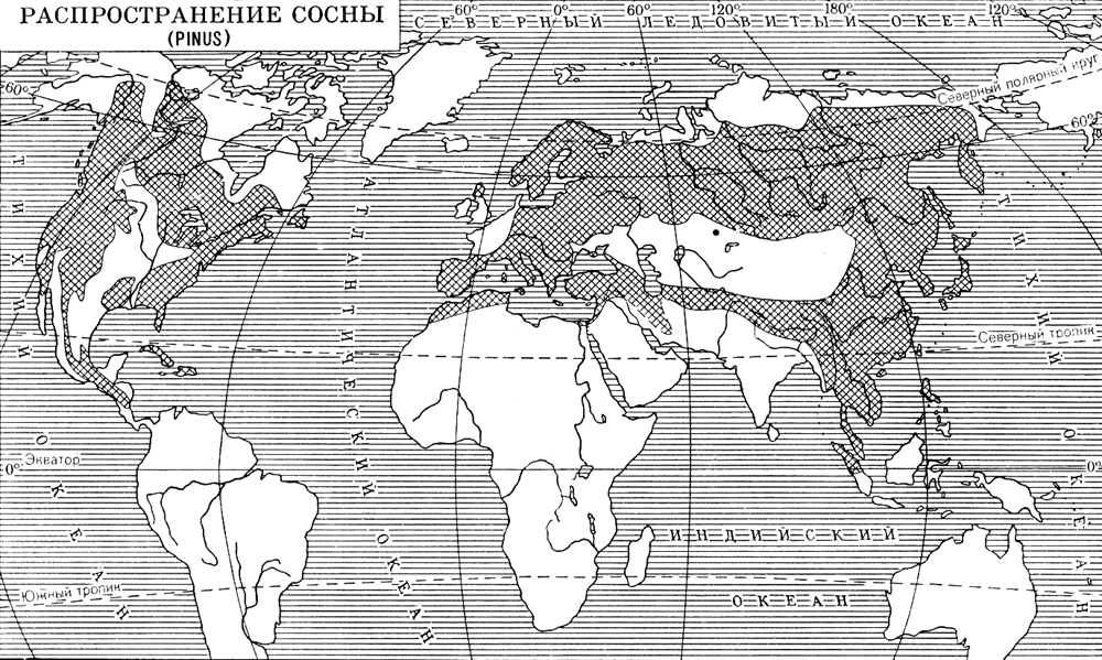 Распространение сосны