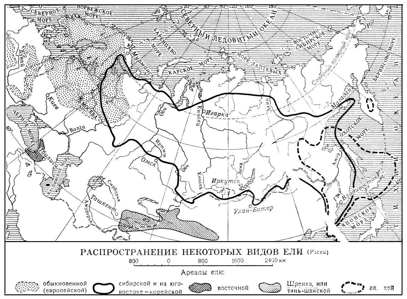 Распространение ели