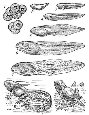 Развитие бесхвостого земноводного