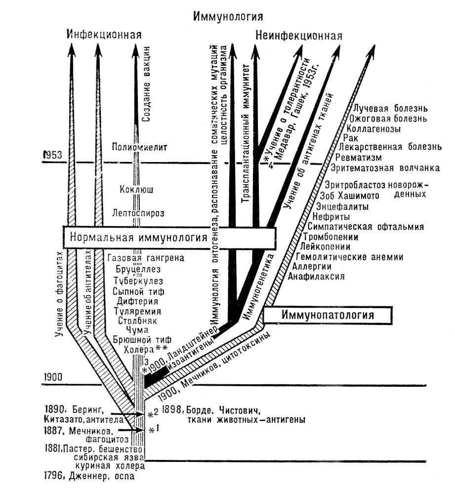 Развитие идей в иммунологии (схема)