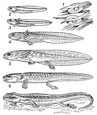 Развитие хвостатого земноводного