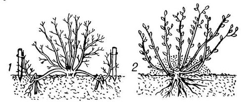 Размножение кустарников отводками