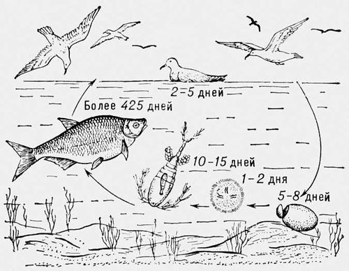 Ремнецы