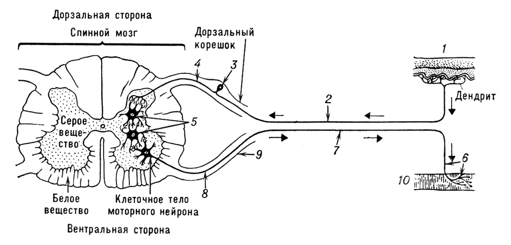 Рефлекторная дуга (схема)