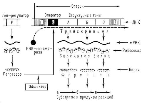 Регуляция биосинтеза белков-ферментов в соответствии с концепцией оперона