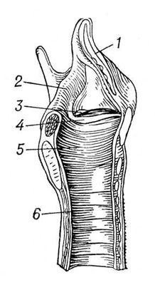 Сагиттальный разрез через гортань человека