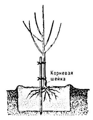 Саженец яблони после посадки