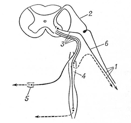 Связи пограничного ствола со спинным мозгом и спинно-мозговыми нервами