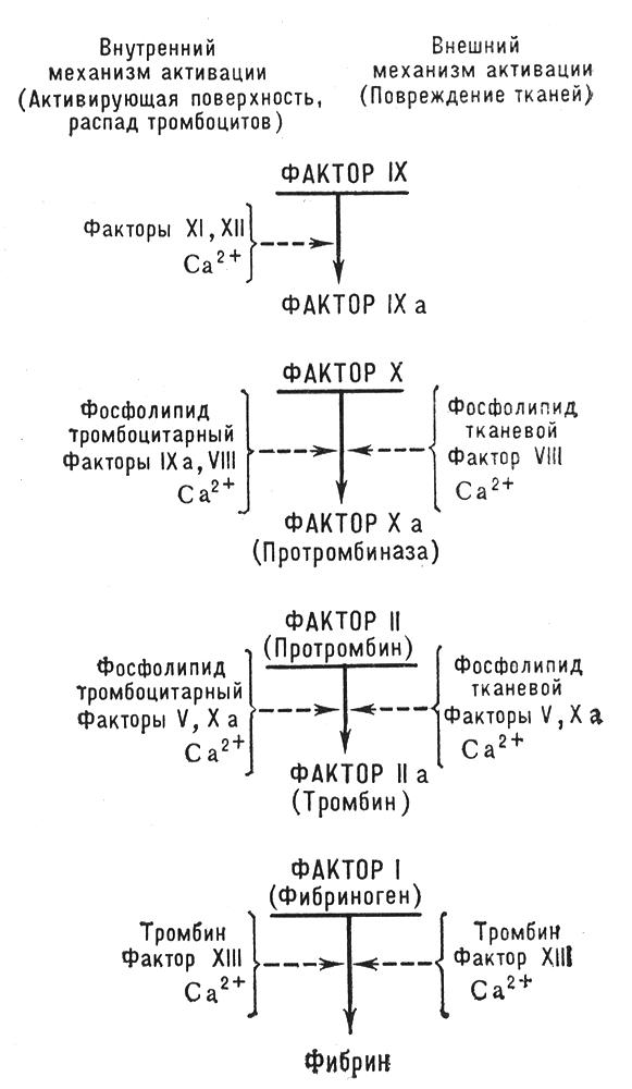 Свёртывание крови (схема)