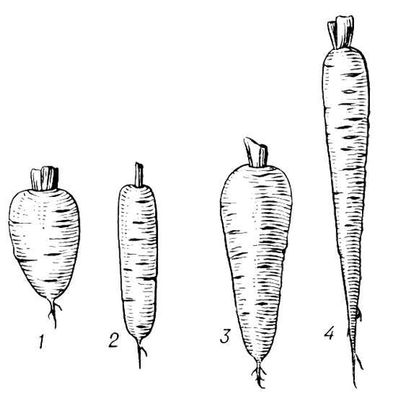 Сорта моркови