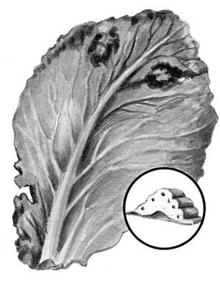 Сосудистый бактериоз капусты