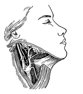 Сонная артерия у человека