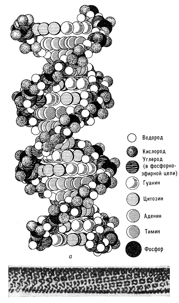 Спиральная симметрия