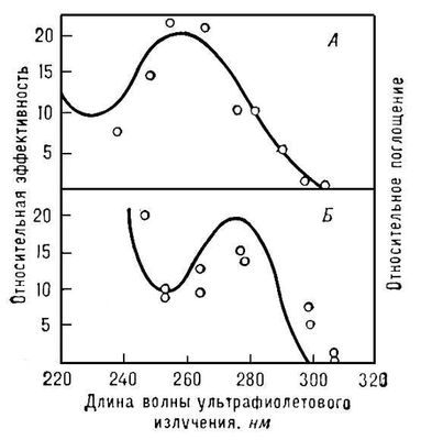 Спектры действия ультрафиолетового излучения на биообъекты