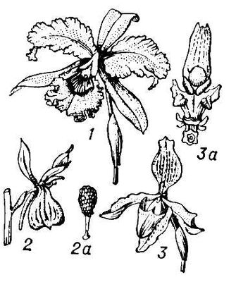 Строение цветка у орхидных