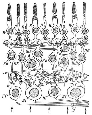 Строение сетчатки человека и обезьян (схема)