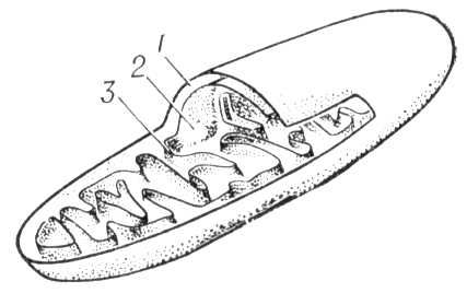 Строение митохондрии (схема)