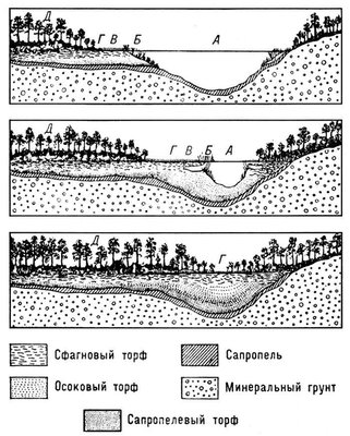 Стадии заболачивания водоёма