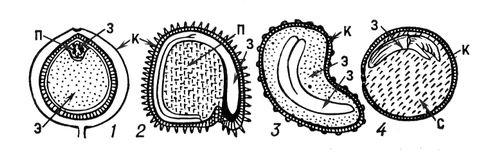 Строение семян