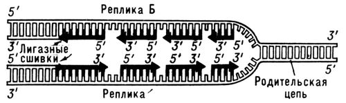 Структура Y-вилки