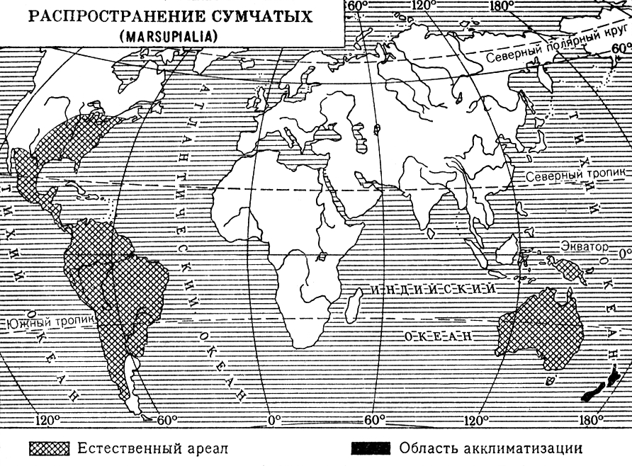 Сумчатые (карта распространения)