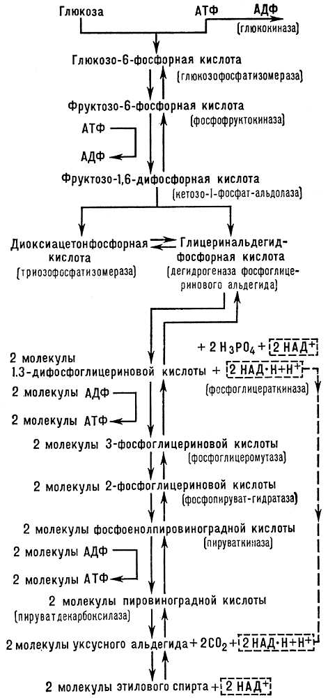 Схема спиртового брожения