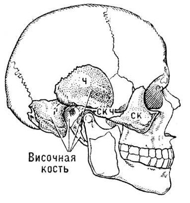 Схема скуловой дуги человека