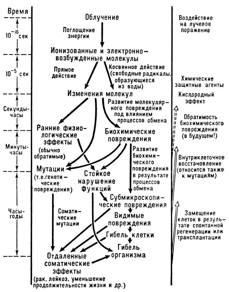 Схема развития лучевого повреждения