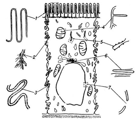 Схема распределения мембранных элементов клетки