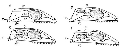 Схема височных дуг пресмыкающихся