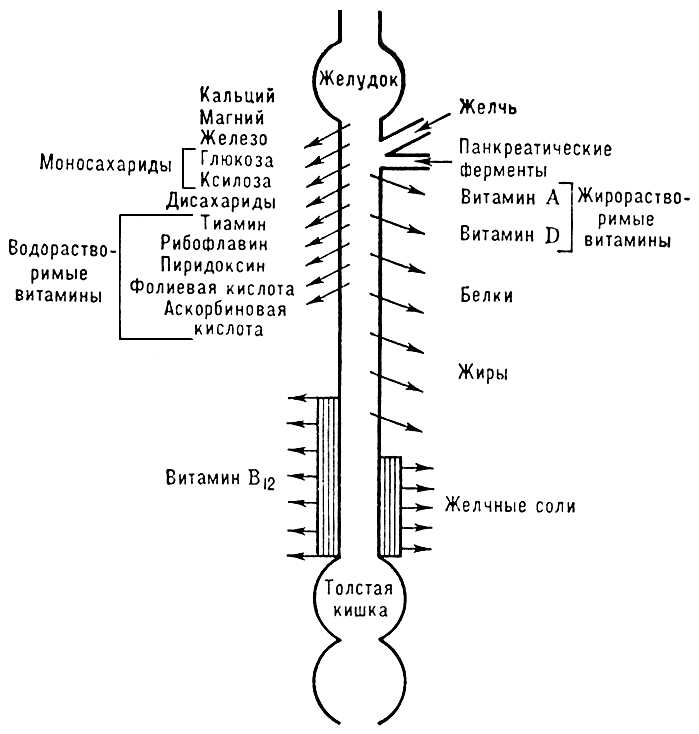 Тонкая кишка