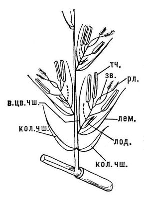 Трёхцветковый колосок злака(схема)