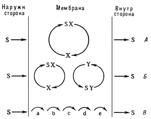 Транспорт веществ через биологическую мембрану