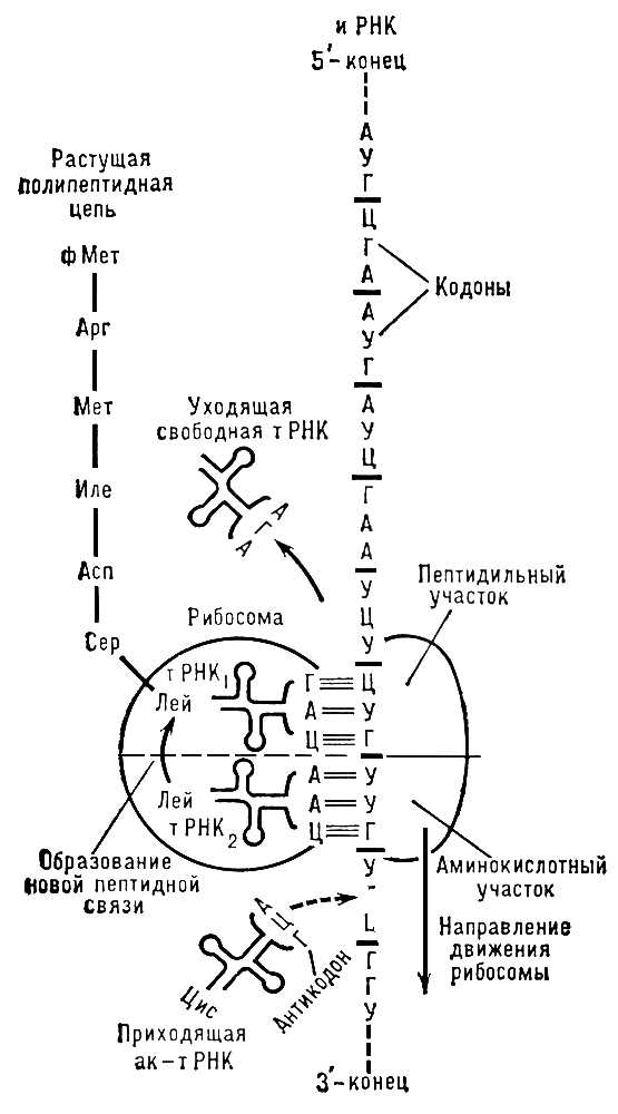 Трансляция. Рис.