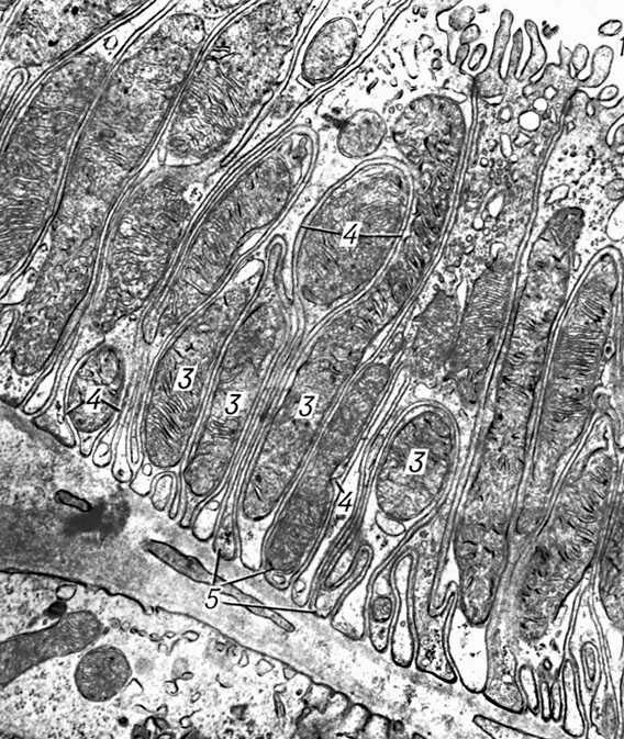 Ультраструктура клетки дистального отдела нефрона