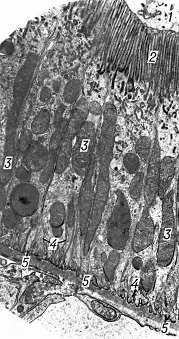 Ультраструктура клетки проксимального отдела нефрона
