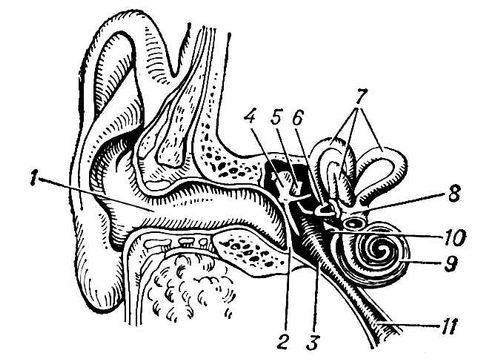 Ухо человека (схема строения)