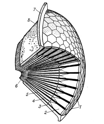 Фасеточный глаз (схема строения)