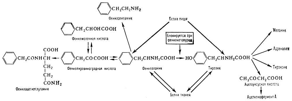 Фенилаланин. Пути обмена в организме человека