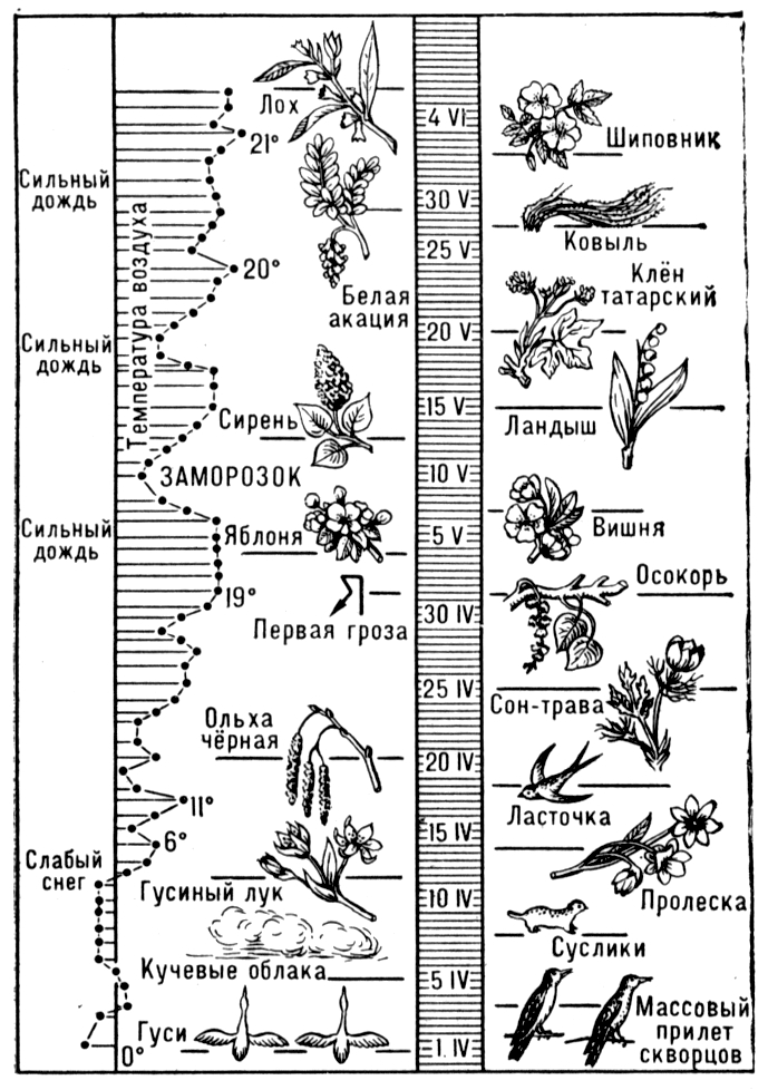 Фенология. Илл.