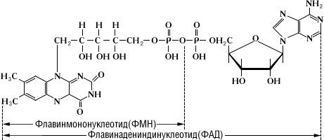 Флавинадениндинуклеотид