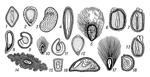 Форма и положение зародыша в семенах