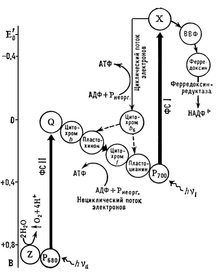 Фотохимические системы фотосинтеза (схема)