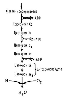 Цепь дыхательных ферментов, локализованных в митохондриях (схема)