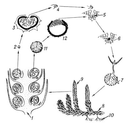 Цикл развития селагинеллы