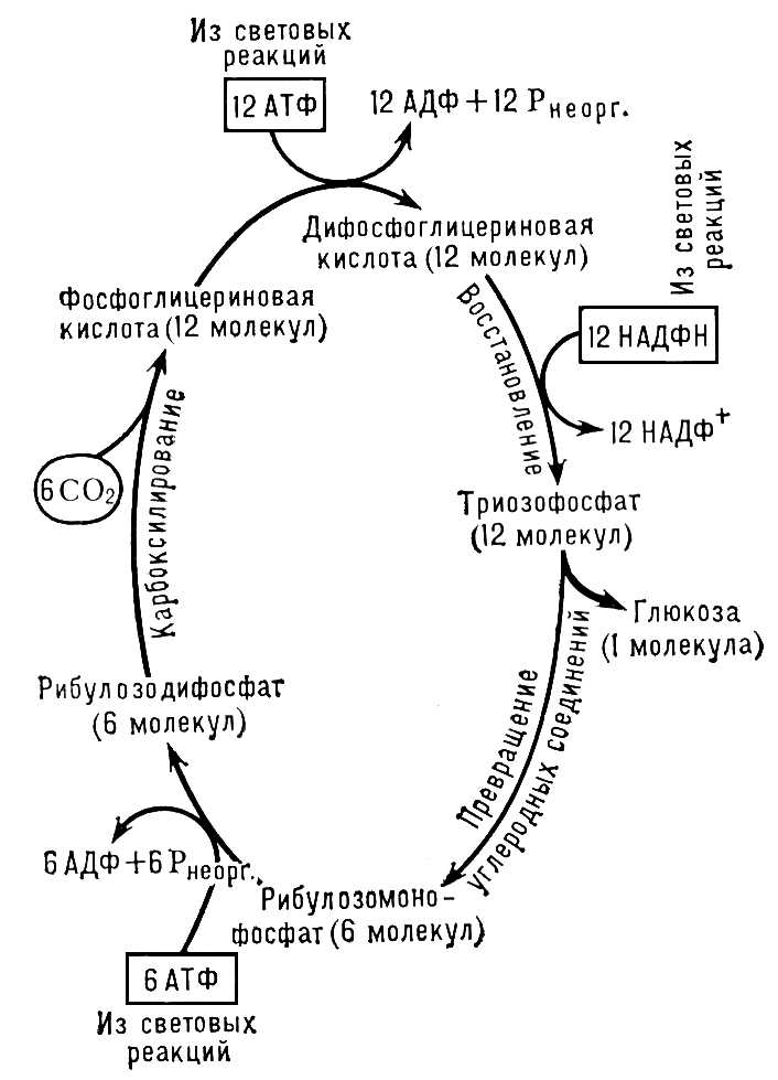 Цикл Калвина (схема)