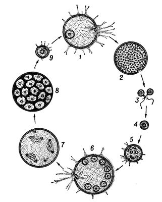 Цикл развития фораминиферы