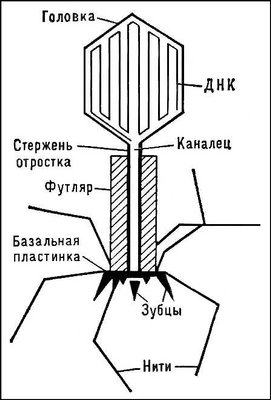 Частица бактериофага Т2 кишечной палочки (схема строения)